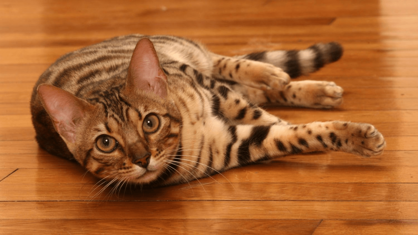 Lựa chọn địa chỉ mua mèo Bengal đảm bảo và uy tín