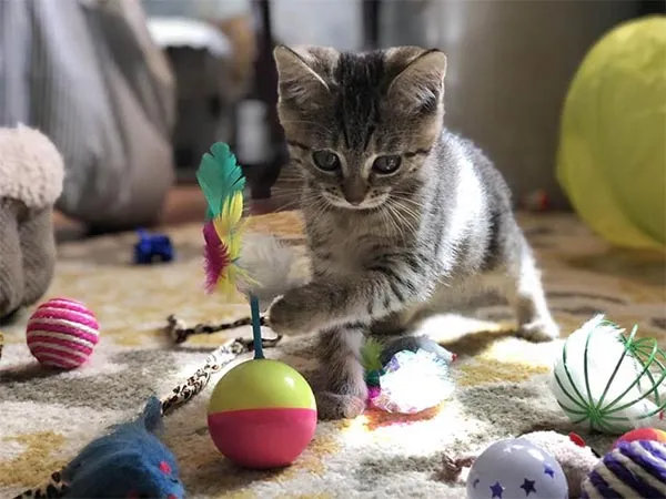 Kinh nghiệm mua sắm phụ kiện cho chó mèo cần thiết cho người mới 2 Vì sao nên mua phụ kiện cho chó mèo