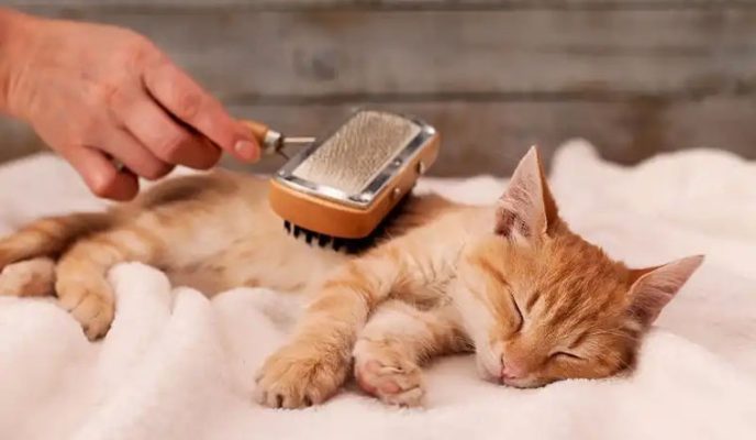 Bỏ túi bí kíp chăm sóc lông thú cưng bóng mượt khỏe mạnh