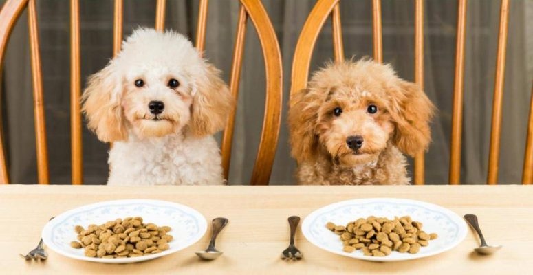 Cẩm nang xây dựng chế độ ăn cho chó 2 tháng đúng cách