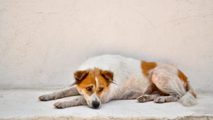 Chó bị rụng lông nhiều - Nguyên nhân và cách khắc phục tốt nhất