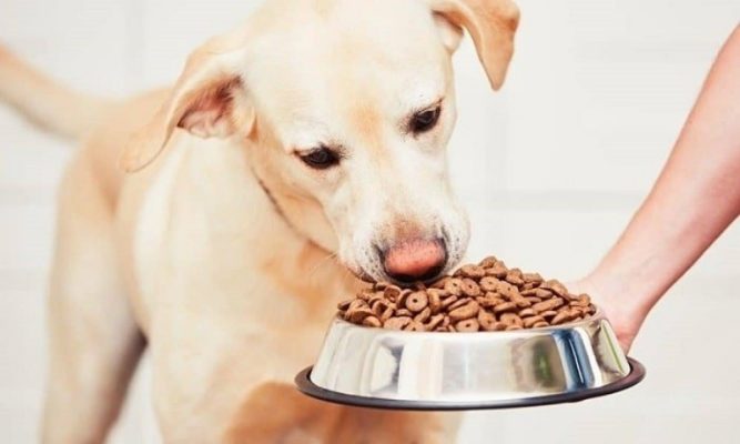 Chó kén ăn - Bí quyết giúp chó của bạn hứng thú với bữa ăn