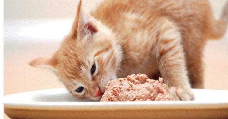 Dinh dưỡng tốt cho mèo Cách giúp mèo tăng cường hệ miễn dịch và ngăn ngừa bệnh tật