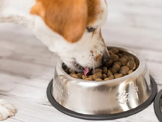 Đừng bỏ lỡ những lưu ý quan trọng về dinh dưỡng cơ bản cho chó