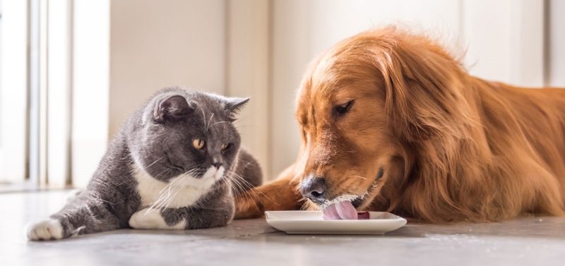 Lựa chọn thực phẩm tốt cho thú cưng Bí quyết dinh dưỡng phát triển toàn diện