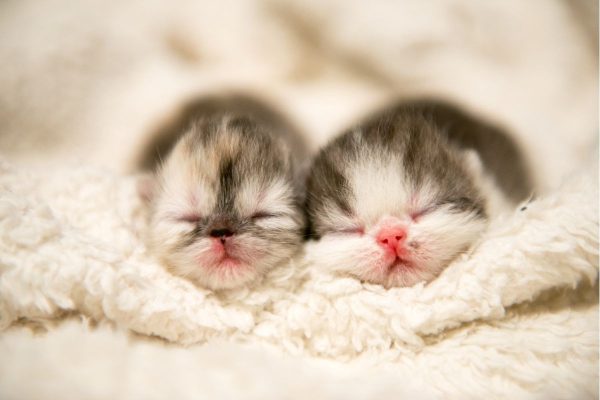 Những điều cần biết về chế độ ăn cho chó mèo mới sinh