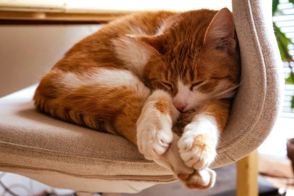 Các biện pháp phòng bệnh cho mèo để giữ cho mèo luôn khỏe mạnh