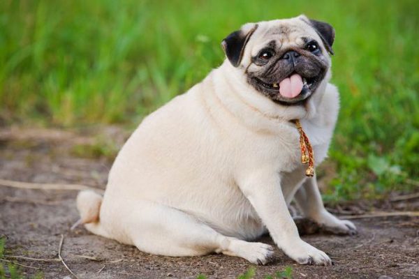 Chó thừa cân Dấu hiệu cảnh báo và lời khuyên từ chuyên gia