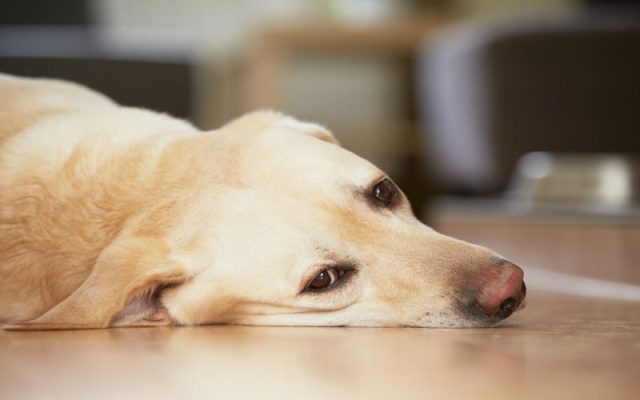 Giảm căng thẳng cho chó - Bí quyết để giúp thú cưng của bạn luôn vui vẻ