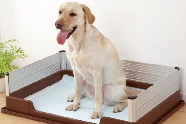 Hướng dẫn huấn luyện chó đi vệ sinh Bí quyết đơn giản và hiệu quả