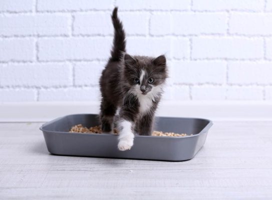 Làm thế nào để huấn luyện mèo đi vệ sinh đúng chỗ