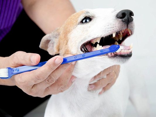 Lợi ích của việc vệ sinh răng miệng cho chó mà bạn cần biết