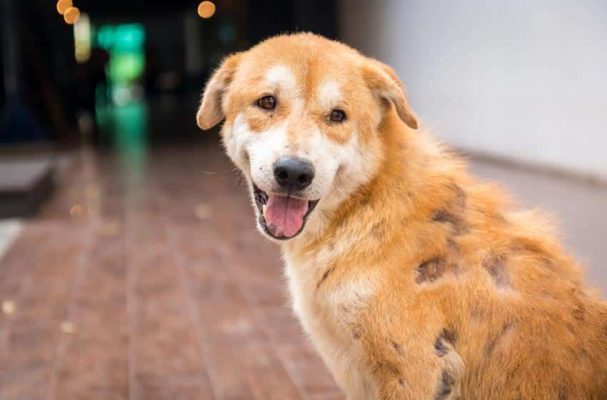 Nhận biết các dấu hiệu dị ứng ở thú cưng và cách xử lý hiệu quả