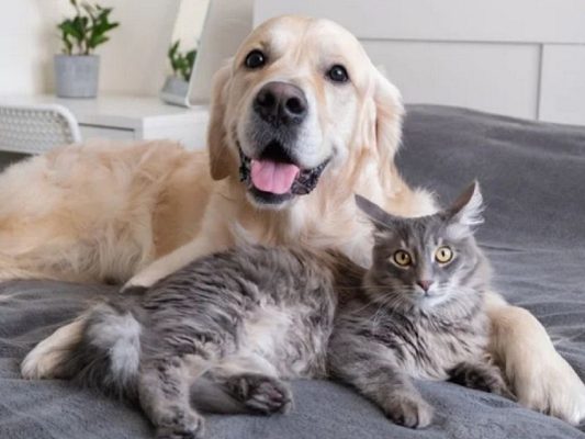Tất tần tật những điều cần biết về triệt sản cho thú cưng