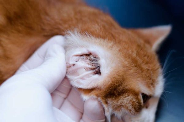 Xử lý chó mèo bị ve rận mùa hè hiệu quả với cách đơn giản