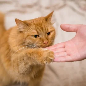 Bật mí cách huấn luyện mèo dễ dàng cho người mới nuôi