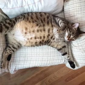 Bí quyết chăm sóc mèo mang bầu từ khi có dấu hiệu đến sinh nở an toàn