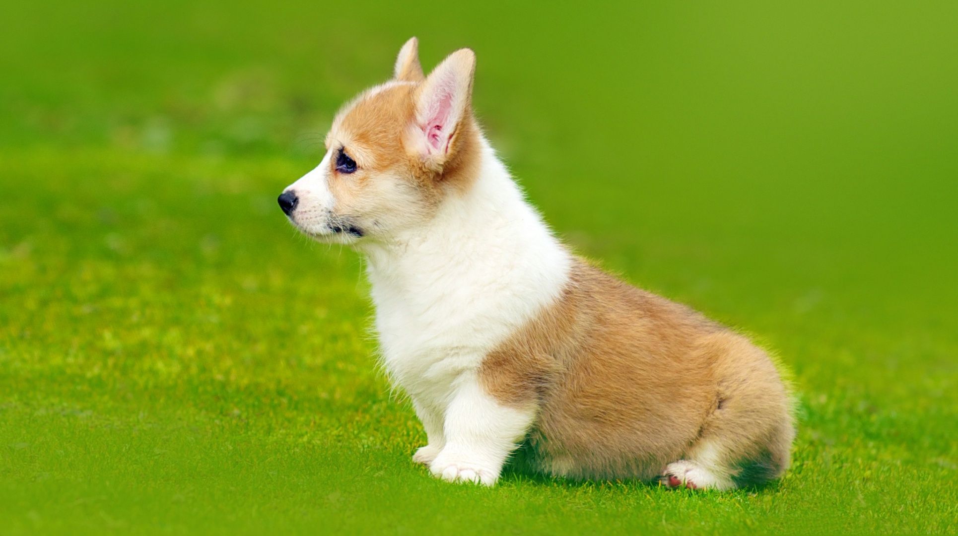 Kinh nghiệm nu&ocirc;i ch&oacute; Corgi to&agrave;n diện từ A-Z