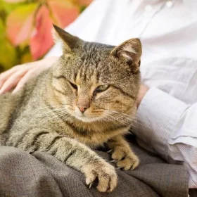 Hé lộ 5 bí quyết chăm sóc mèo già sống thọ và hạnh phúc