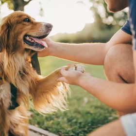 Hướng dẫn cách huấn luyện chó dễ dàng với 6 mẹo hữu ích