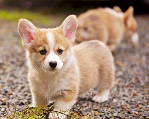 Kinh nghiệm nuôi chó Corgi toàn diện từ A-Z