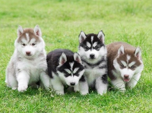 Kinh nghiệm nuôi chó Husky toàn diện từ A-Z