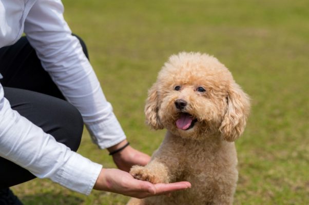 Kinh nghiệm nuôi chó Poodle toàn diện từ A-Z