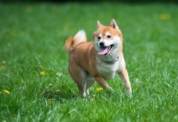Kinh nghiệm nuôi chó Shiba toàn diện từ A-Z