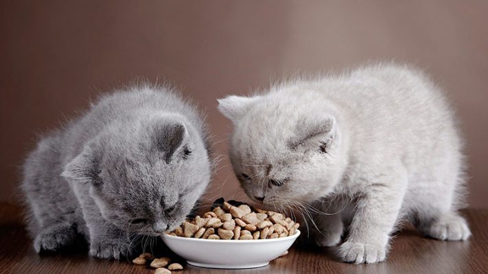 Kinh nghiệm nuôi mèo Anh lông ngắn toàn diện từ A-Z