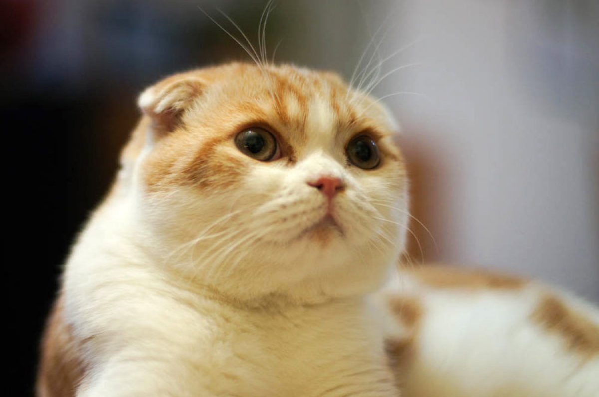 Kinh nghiệm nuôi mèo tai cụp (mèo Scottish Fold) toàn diện từ A-Z